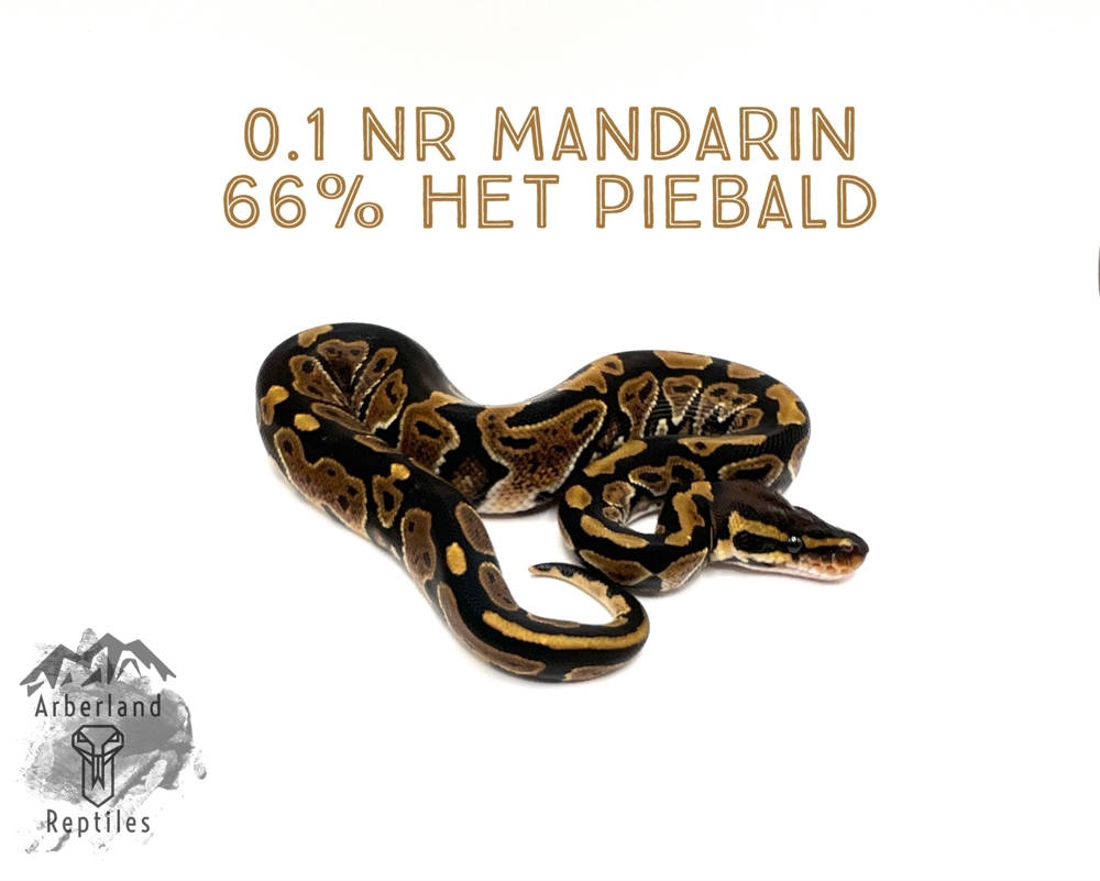 0.1 NR Mandarin 66% het Piebald