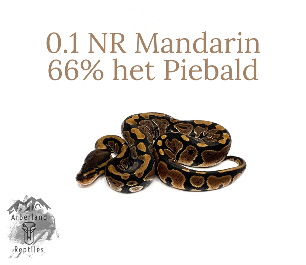 0.1 NR Mandarin 66% het Piebald