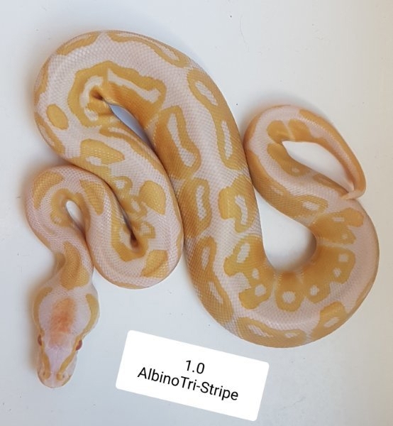 1.0 Albino het Tri-Stripe + 0.1Nominat DH AlbinoTri-Stripe 