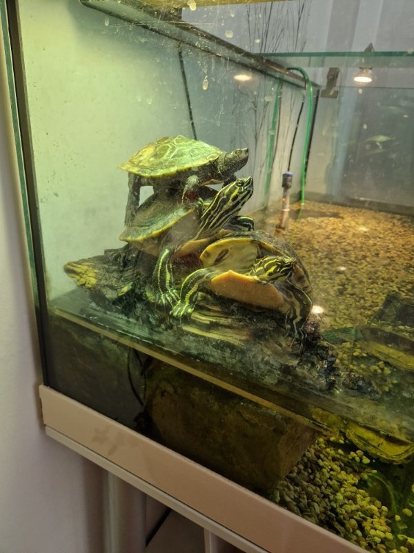 3 Wasserschildkröten mit Zubehör