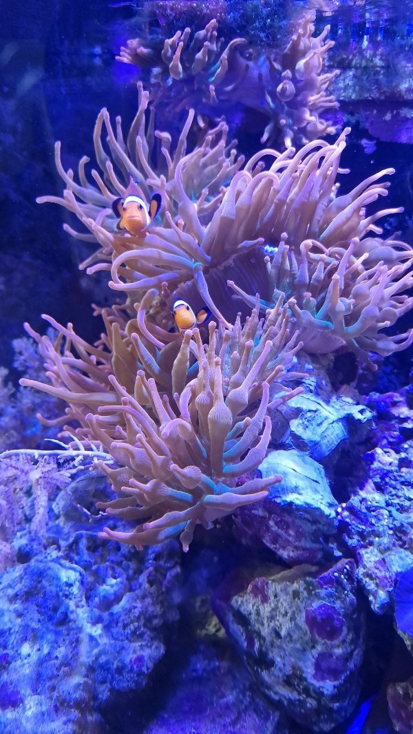 sunburst anemone quadricolor