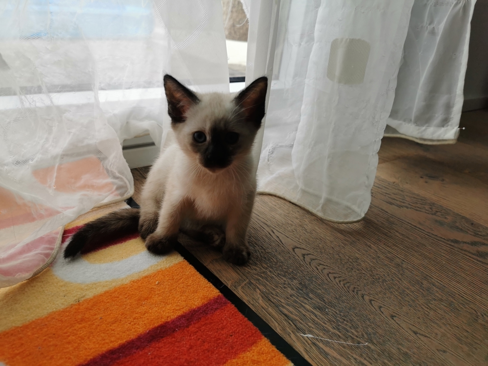 Siam kitten (8 mon.) reinrassig