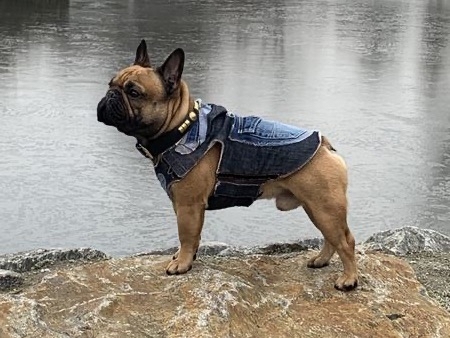 Französische Bulldogge Deckrüde