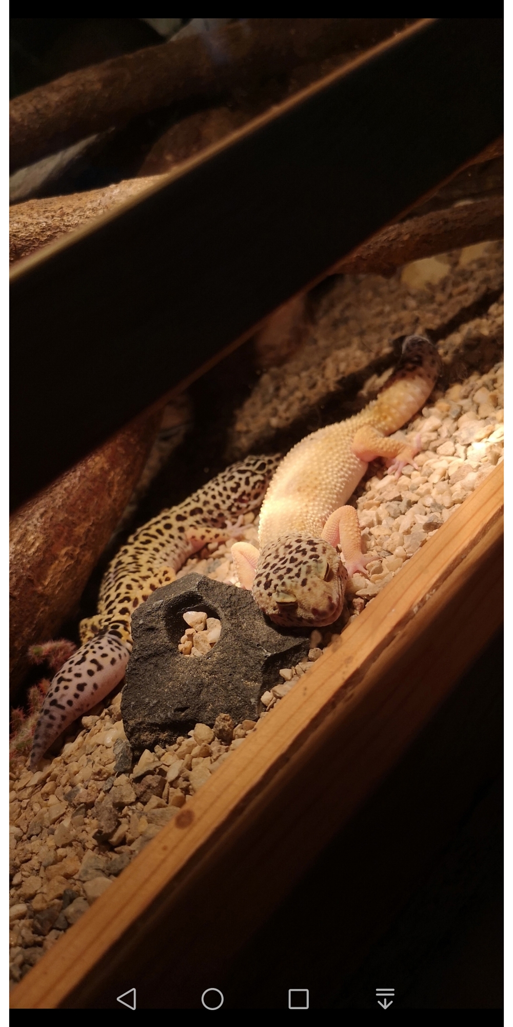 Leopardgecko, Leo, weibchen