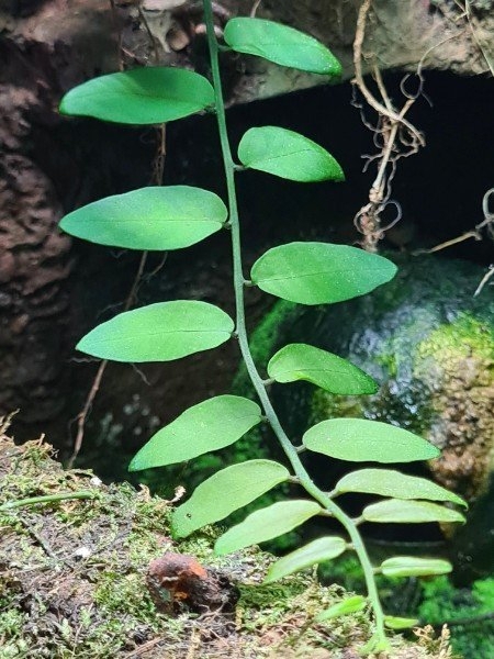 Sol-anum spec Costa Rica, Kletterpflanze, Ranke, Regenwald Terrarium Pflanze