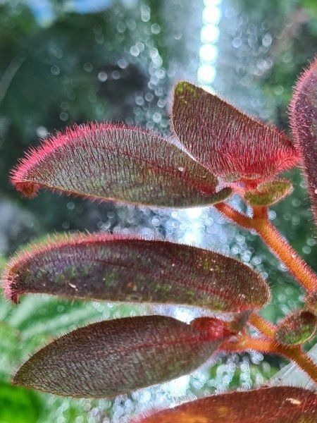Sonerila purple, Melastomataceae, Rarität, Regenwald Terrarium Pflanze 