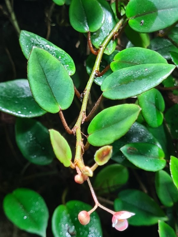 Begonia schulzii, Begonie Ranke, Regenwald Terrarium Pflanze 