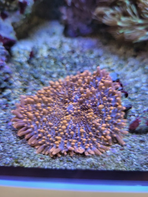 Koralle Ricordea Orange mit grünem Mund
