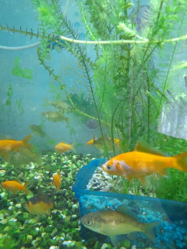 Junge Goldfische 