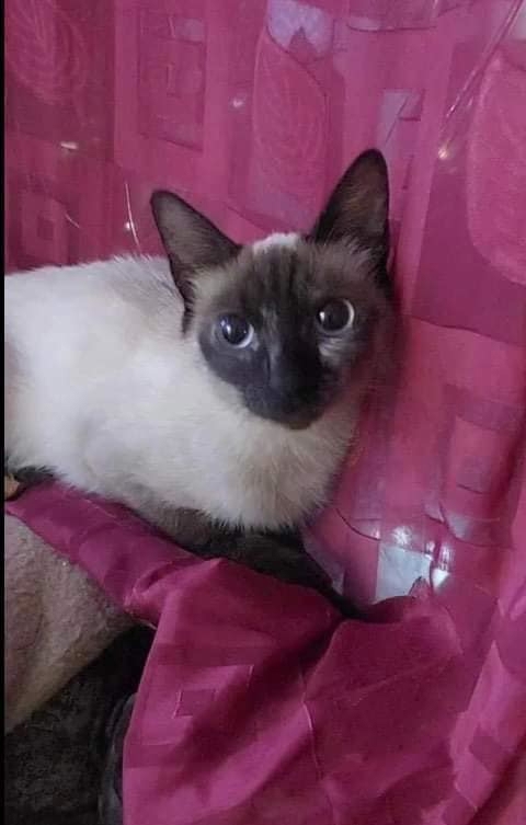 Samtpfoten suchen "Übergangszuhause" zum Start ins Leben