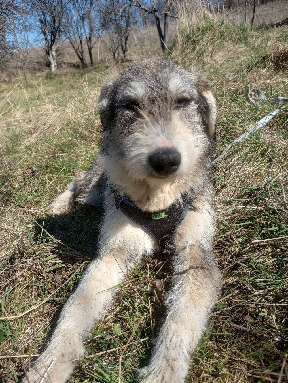 LARA - so ein süßes Hundemädchen (wartet in Rumänien)