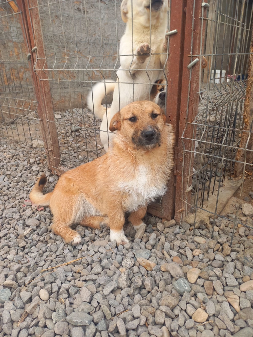 bezaubernde, kleine Alma sucht Mensch mir Herz zum kuscheln