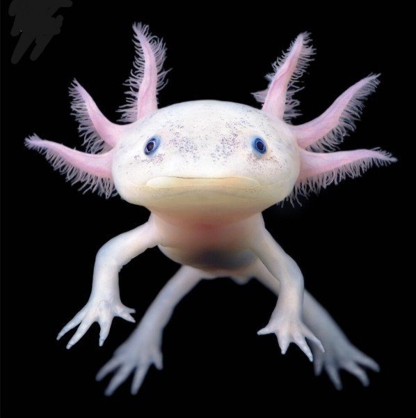 Axolotl mexikanischer Schwanzlurch