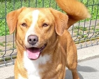 FINLEY    wartet immer noch auf seine Herzensmenschen