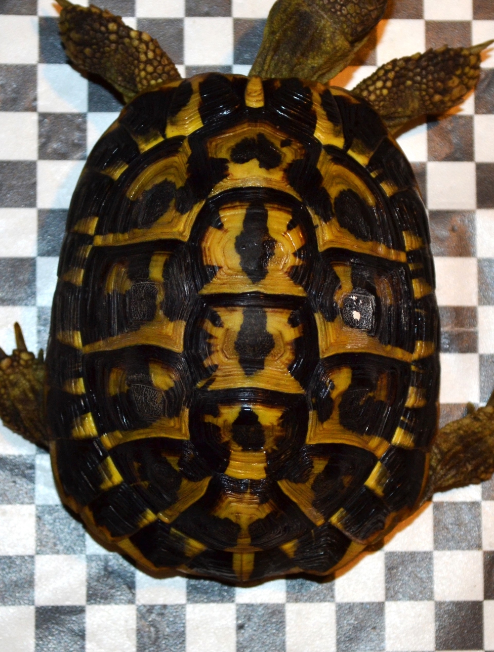Griechische Landschildkröte Männchen 10 Jahre super als Zuchttier geeignet