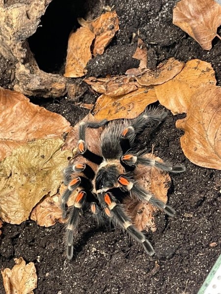Große Auswahl an Vogelspinnen 