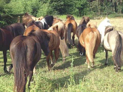 Pensionsplatz für (Island-)Pferde frei! Offenstall, Herdenhaltung:)
