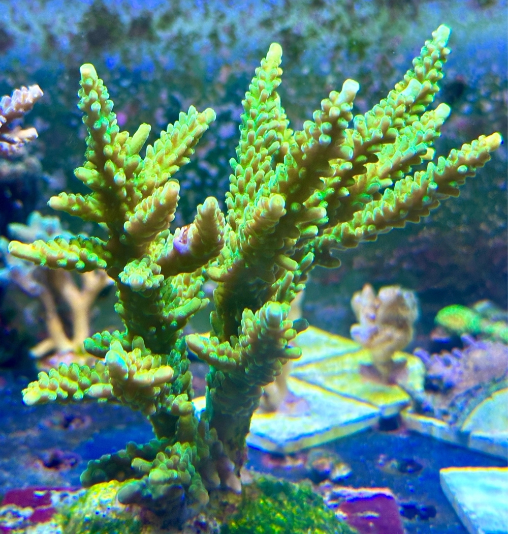 Acropora Austera Meerwasser