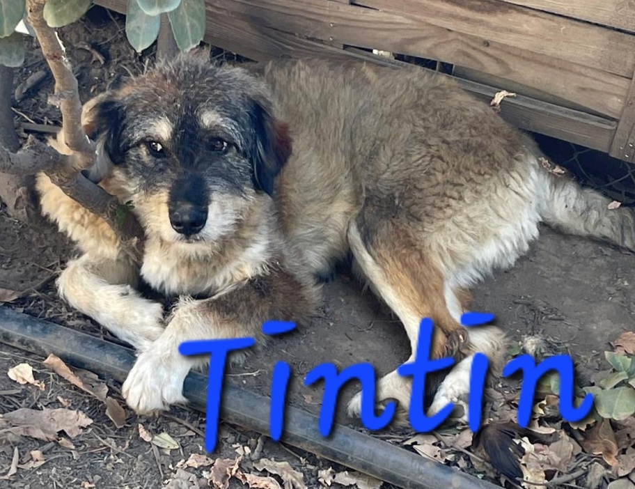 TinTin sucht Zuhause mit Liebe und Wärme