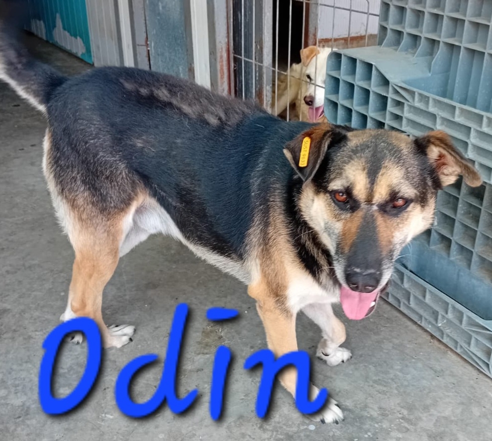 Odin wartet auf eine Anfrage