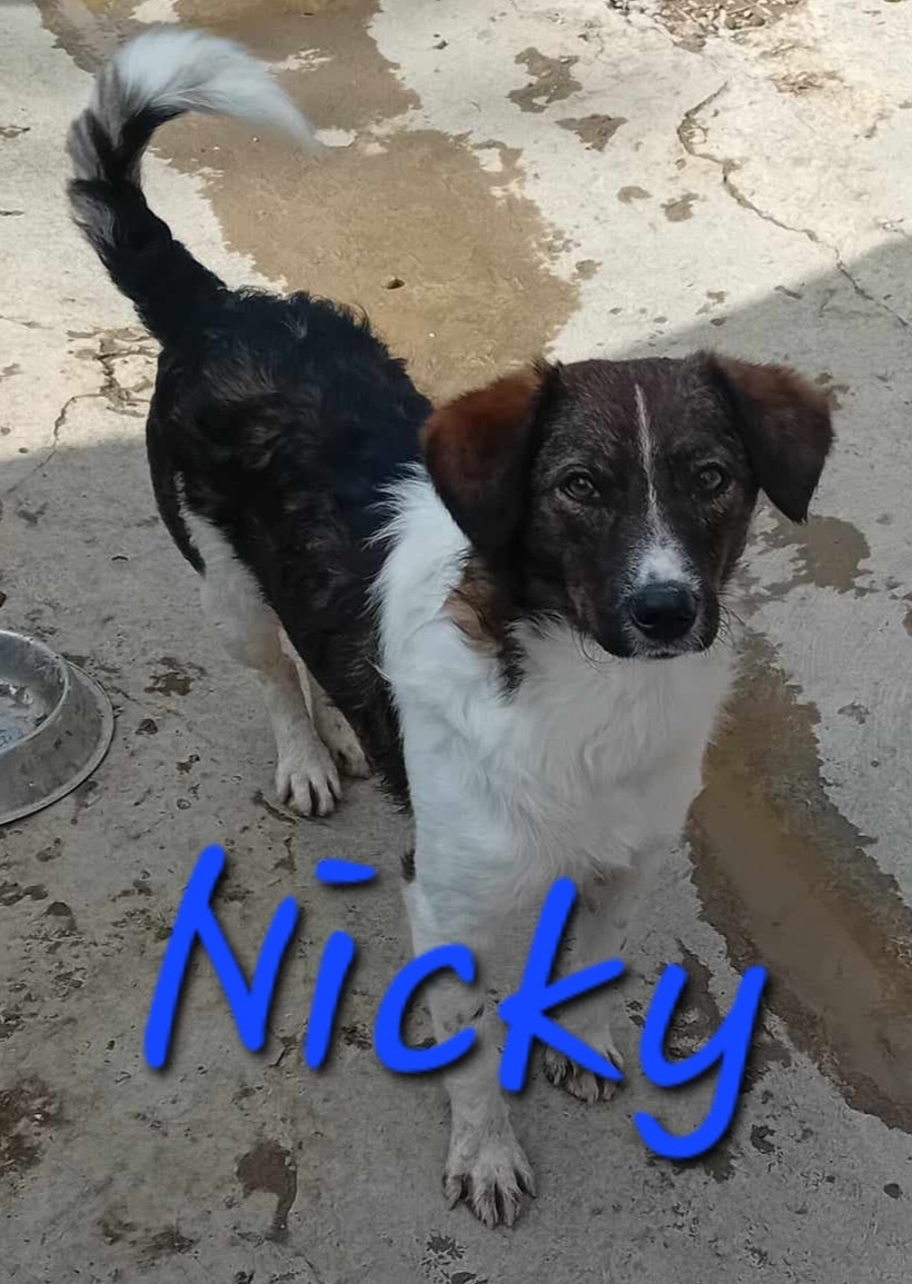 Wer gibt Nicky ein Zuhause?