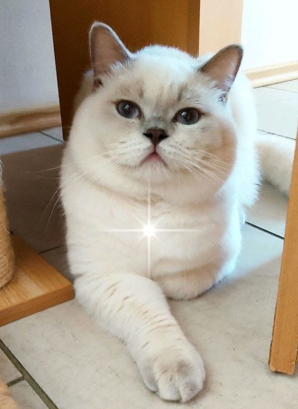 BKH Deckkater Lilac-Point mit Stammbaum !