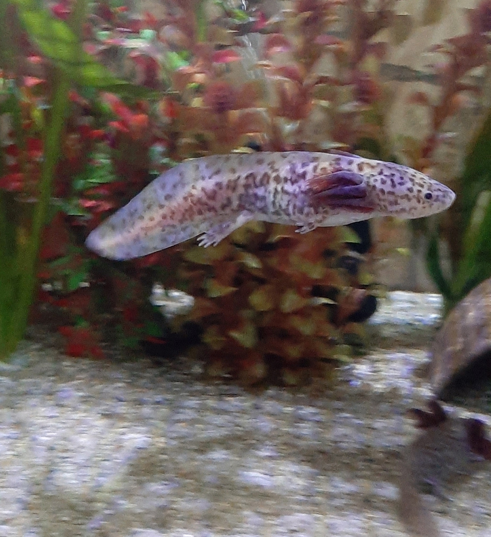 Axolotl Axantic Copper 