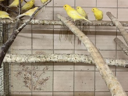 Kanarienvögel aus Hobbyzucht