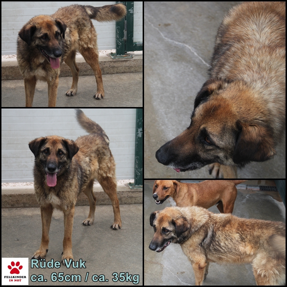 VUK Schäferhund Mischlingsrüde Mischling Rüde sucht Zuhause oder Pflegestelle