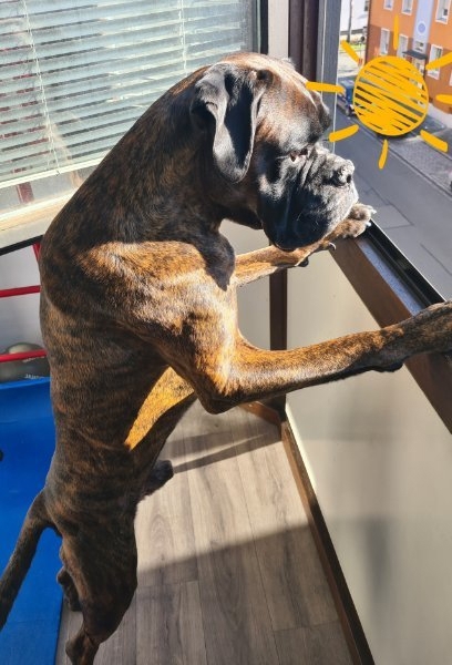 Deckrüde Boxer