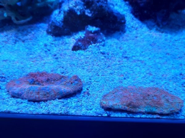Meerwasser SPS LPS Korallen