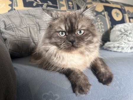 Erfahrener BLH Kater sucht eine Freundin