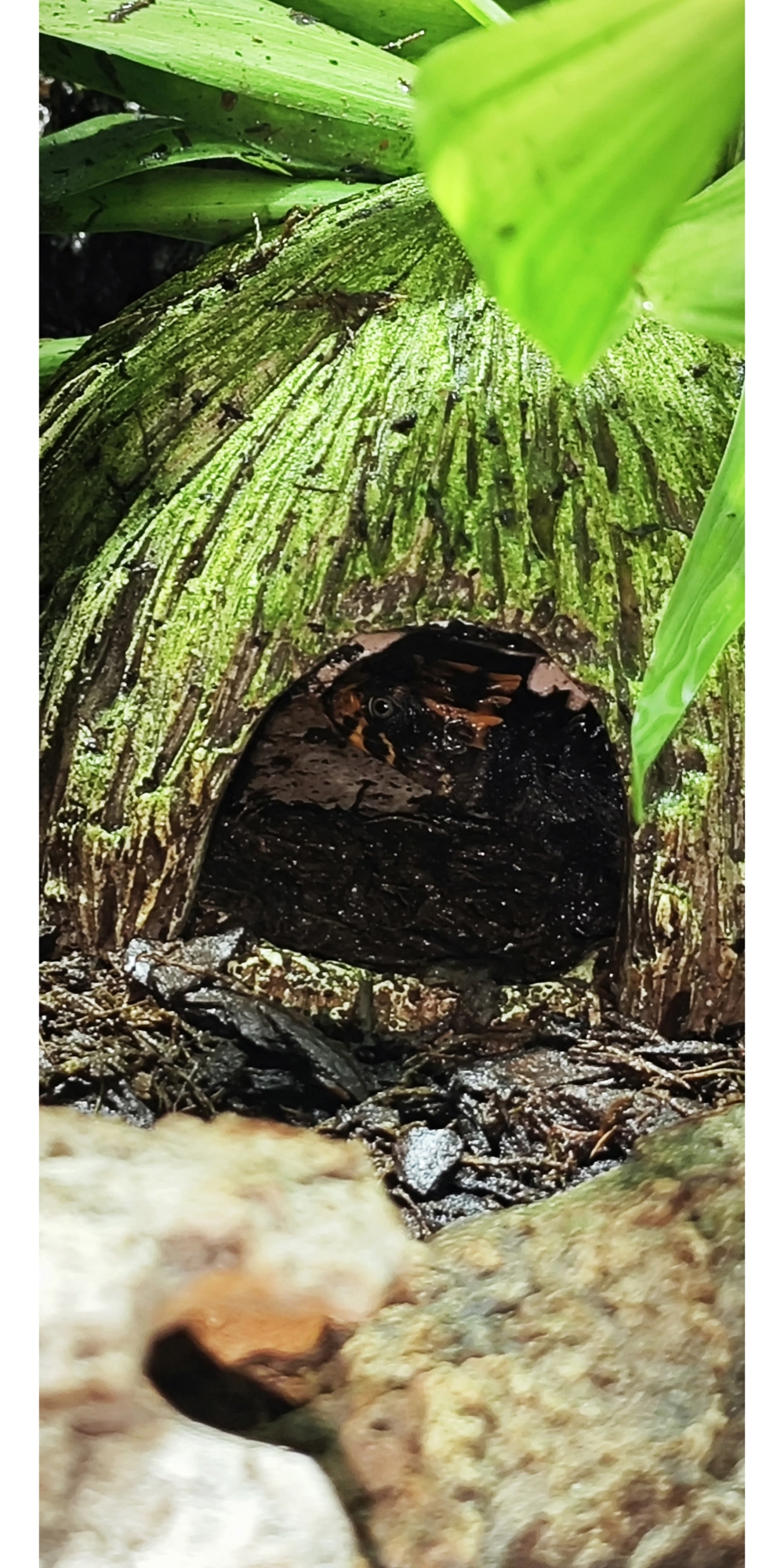 Zucht Jungtiere - Rotaugen-Buschkrokodilen (Tribolonotus gracilis)