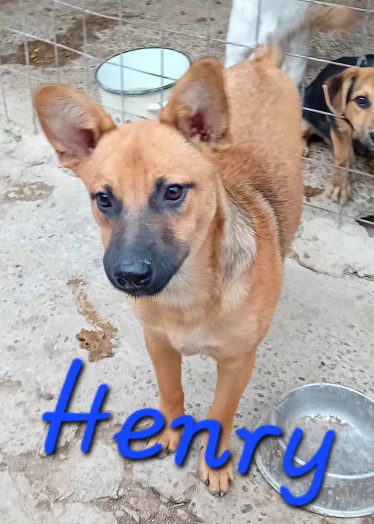 Vom Welpen zum Junghund im Tierheim - Wer adoptiert Henry endlich?