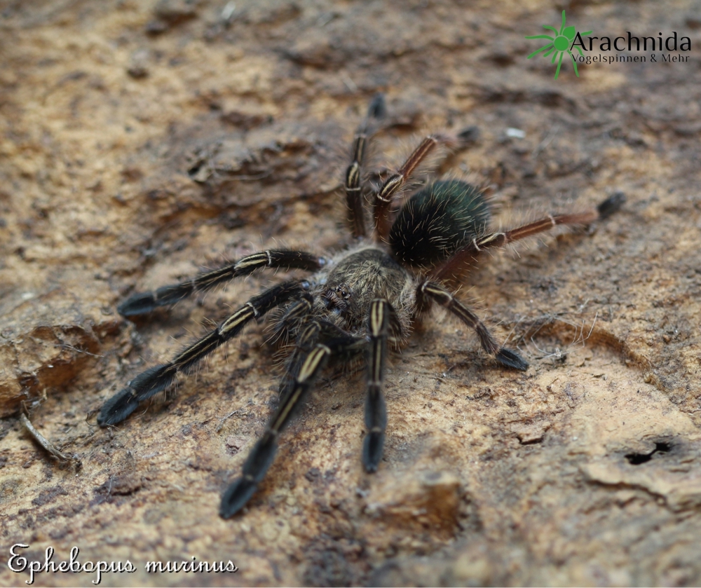 Ephebopus murinus Nachzuchten *Skelettvogelspinne* Spinnen, Vogelspinnen, Wirbellose, Arachnida Shop