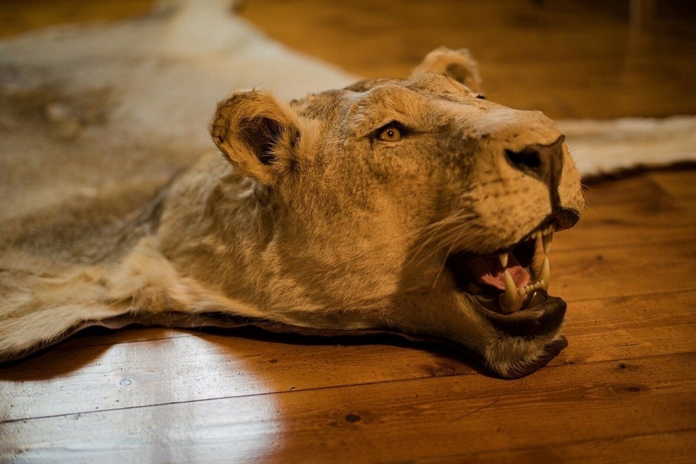 Löwenfell echt Löwe Präparat ausgestopft Lion Rug Taxidermy Fellvorleger Fell