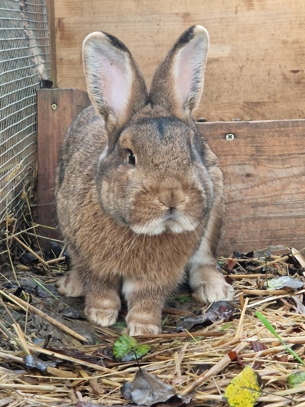 Kaninchen männlichen/weiblich