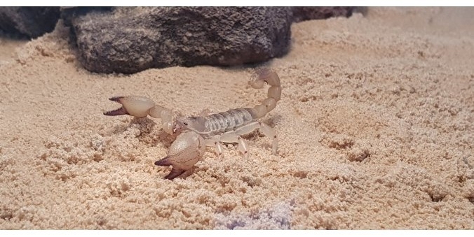 Maurischer Skorpion mit oder ohne Terrarium