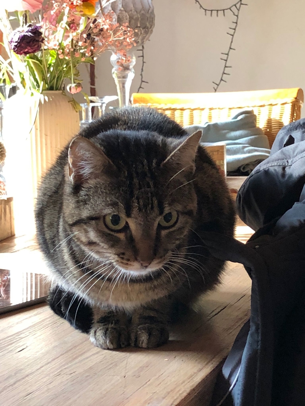 MOFLI - Hundetauglich sucht Familie mit Garten