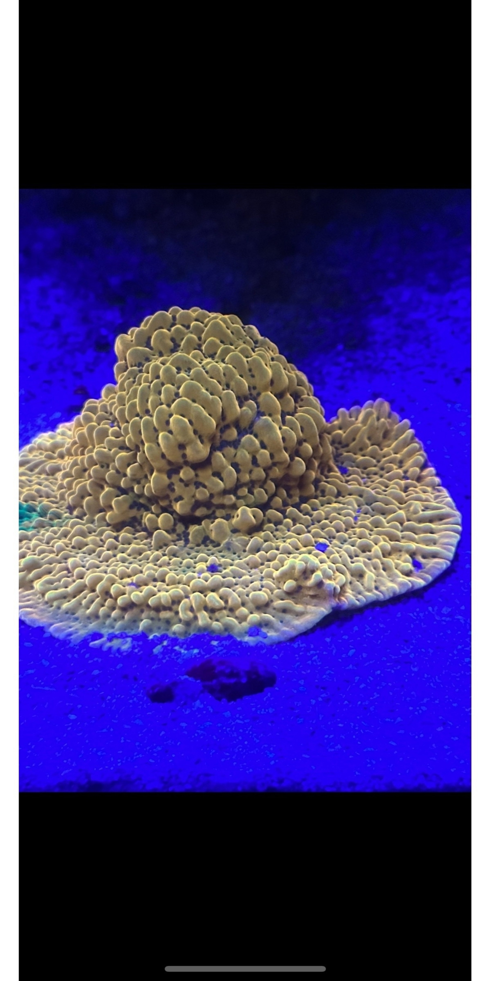 Montipora crazy-T Ableger Meerwasser koralle