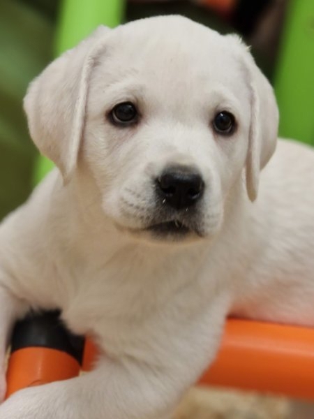 Bildschöne weiße Labrador Welpen mit Ahnentafel abzugeben
