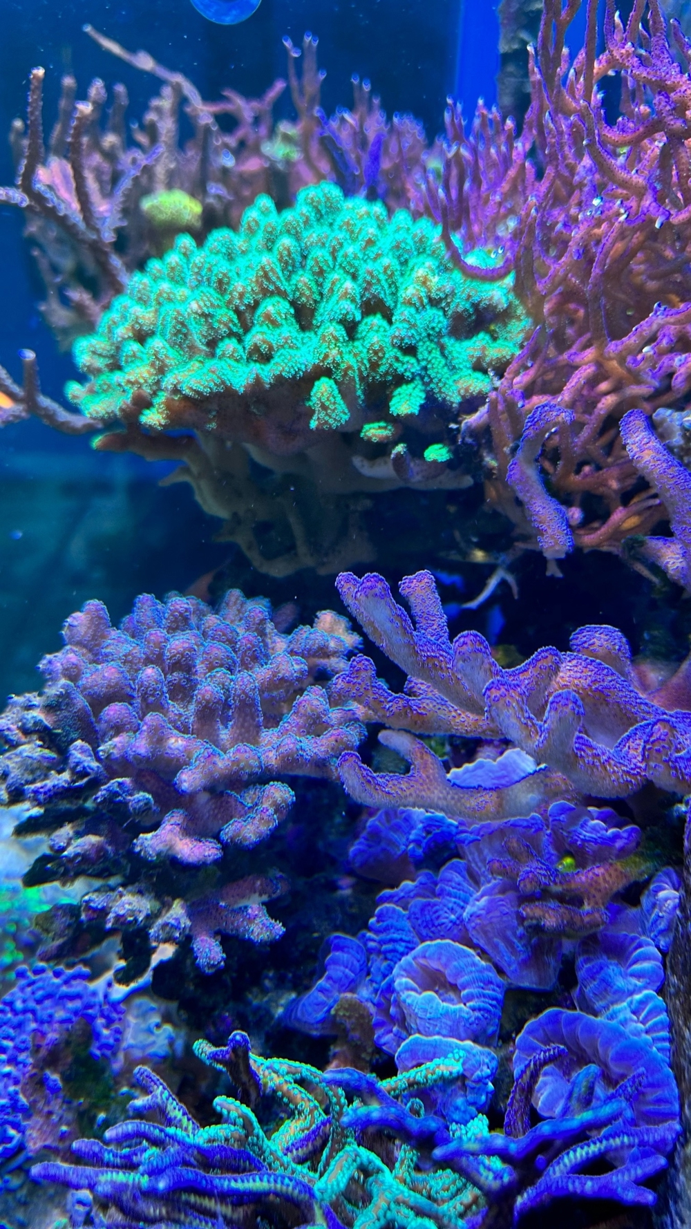 Korallenableger abzugeben