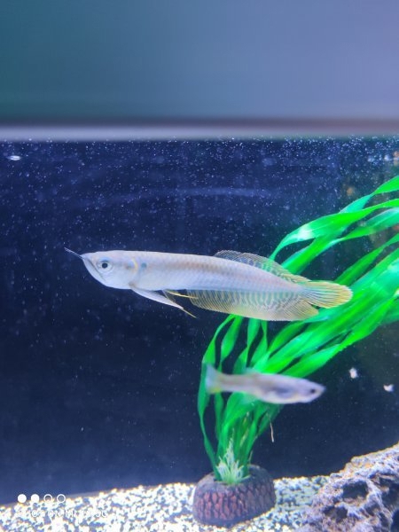 Arowana Gabelbart