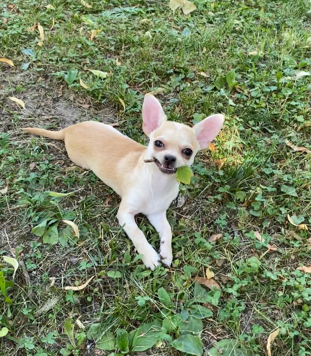 Chihuahua Deckrüde ***KEIN VERKAUF***