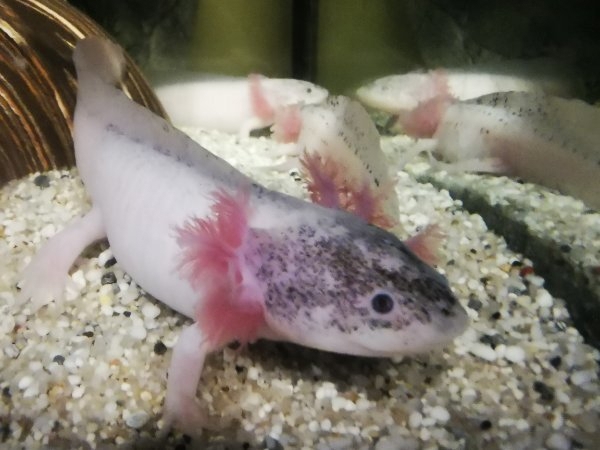 axolotl abzugeben zwischen 12 und 16 cm abzugeben 