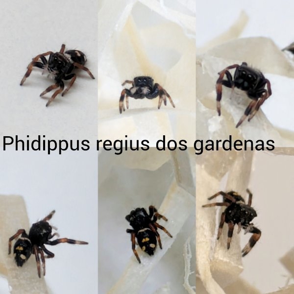 Springspinne Phidippus regius dos gardenas 