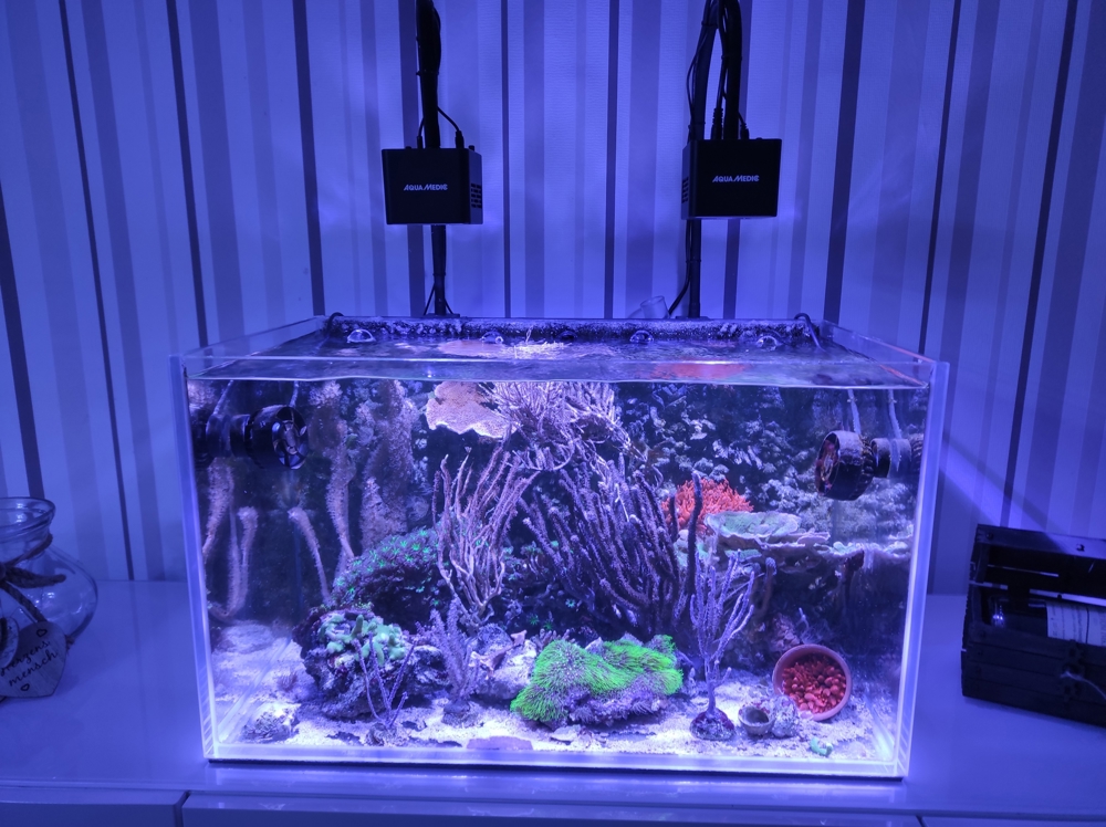 Nano Meerwasser Aquarium 63 Liter
