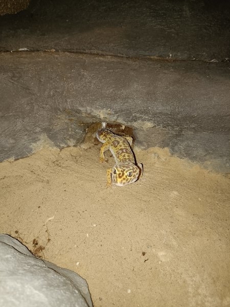 Leopard Gecko Weibchen