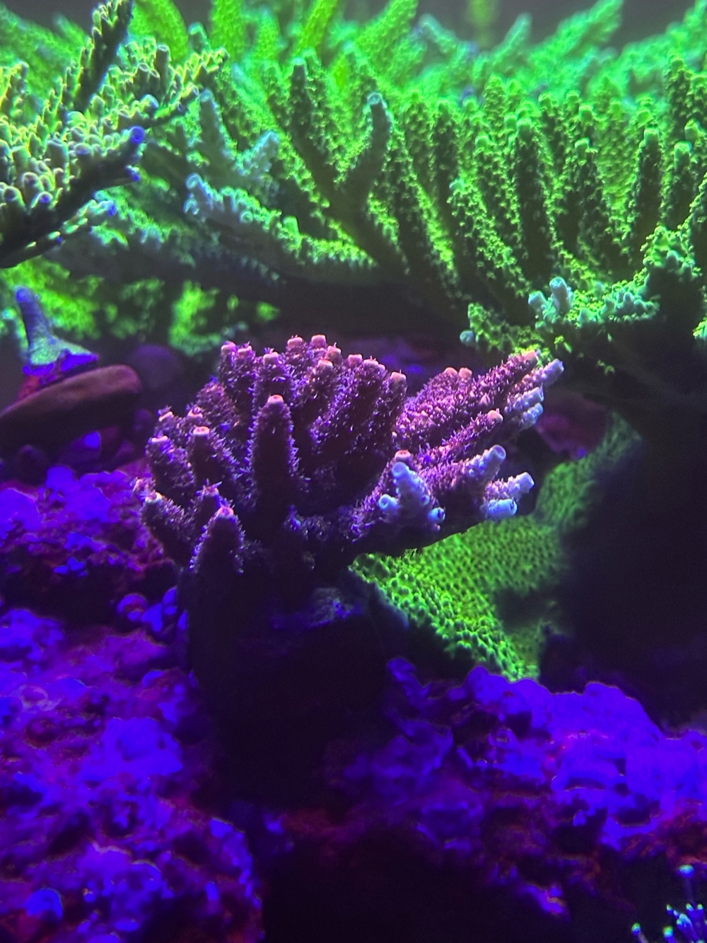 acropora Meerwasser Korallen ab 15 Euro 