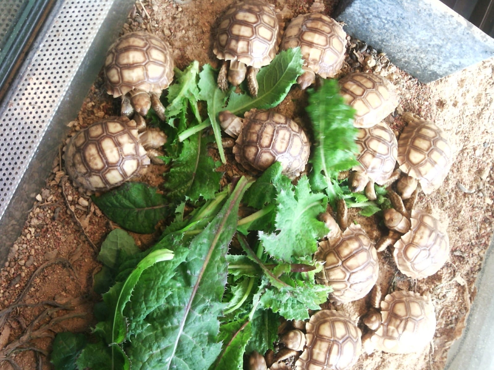 Schildkröten Sulcata Spornschildkröten 70,-EUR Vb